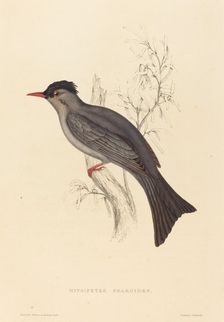 Hypsipetes Psaroides (Black Bulbul). Creator: Elizabeth Gould