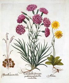 i. Carnation, Dianthius, ii. Arnica & iii. Round Leaved Sundew from Hortus Eystettensis by Basil