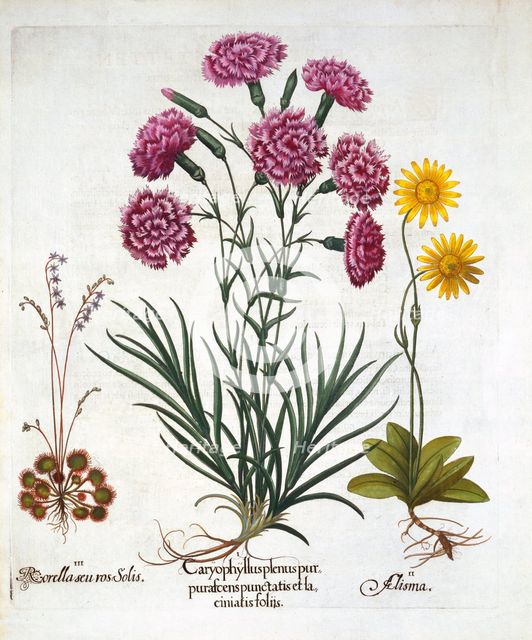 i. Carnation, Dianthius, ii. Arnica & iii. Round Leaved Sundew from 'Hortus Eystettensis', by Basil 