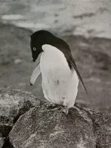 I Don't Care What Becomes Of Me c1910–1913, (1913). Artist: Herbert Ponting