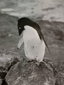 I Don't Care What Becomes Of Me c1910–1913, (1913). Artist: Herbert Ponting