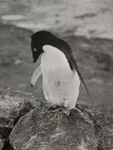 I Don't Care What Becomes Of Me c1910–1913, (1913). Artist: Herbert Ponting