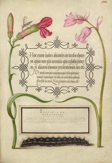 Imaginary Insect, Carnation, Bluebell, and Saturnid Caterpillar, 1561-2; illumination added 1591-6. Creator: Joris Hoefnagel