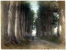 Imaichi Road at Nikko, Japan, early 20th century(?)