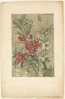 Impatiens, from Collection des plantes usuelles, curieuses, et étrangères, 1767. Creator: Jacques Fabian Gautier Dagoty