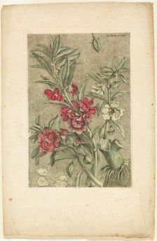 Impatiens, from Collection des plantes usuelles, curieuses, et étrangères, 1767. Creator: Jacques Fabian Gautier Dagoty