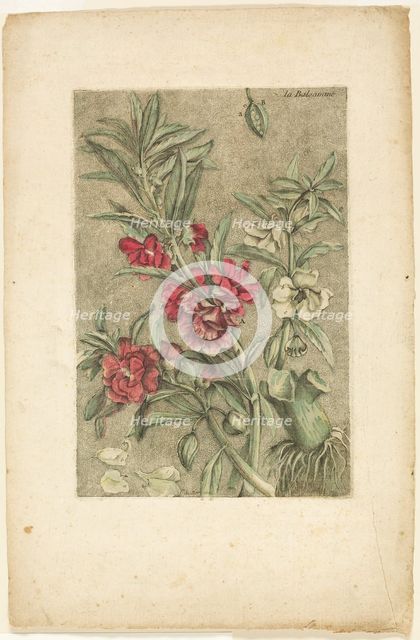 Impatiens, from Collection des plantes usuelles, curieuses, et étrangères, 1767. Creator: Jacques Fabian Gautier Dagoty.