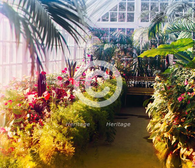 In a conservatory, between 1905 and 1915. Creator: Sergey Mikhaylovich Prokudin-Gorsky.