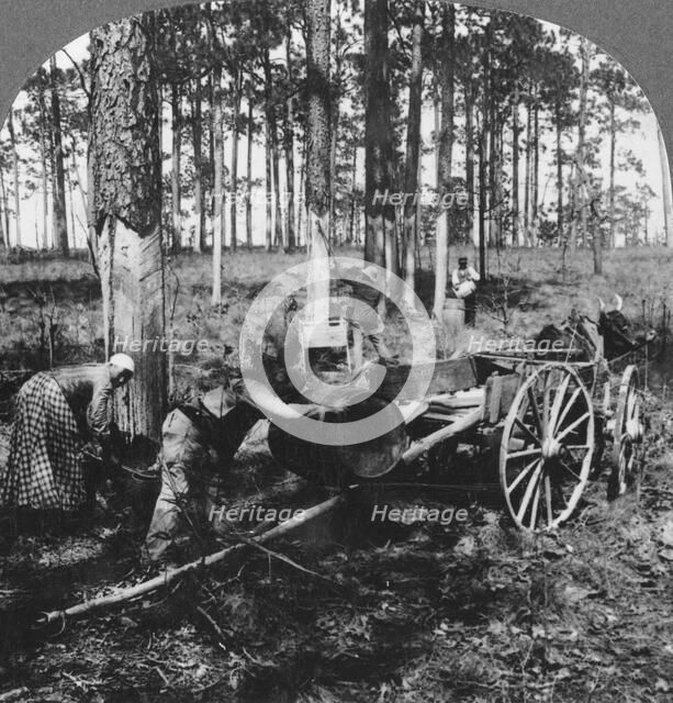 In a great pine forest, collecting turpentine, North Carolina, USA, late 19th or early 20th century. Artist: Keystone View Company