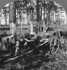 In a great pine forest, collecting turpentine, North Carolina, USA, late 19th or early 20th century. Artist: Keystone View Company
