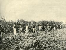 In a Queensland Sugar Plantation 1901. Creator: Unknown