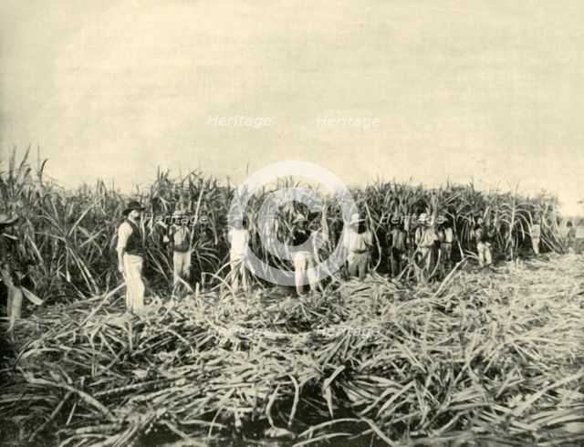 'In a Queensland Sugar Plantation', 1901. Creator: Unknown.