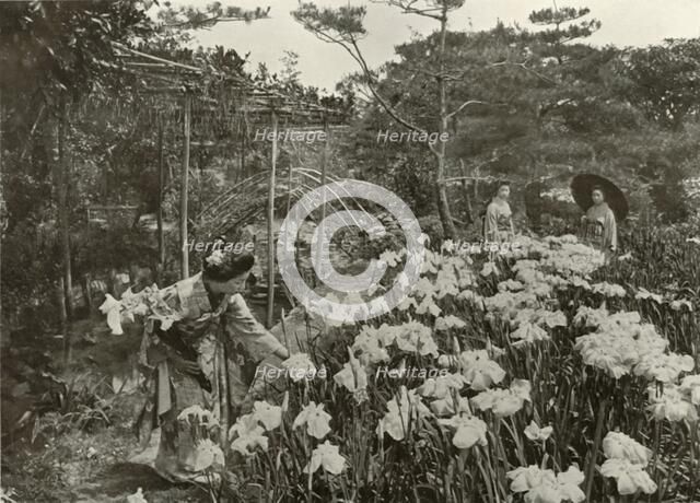'In An Iris Garden', 1910. Creator: Herbert Ponting.