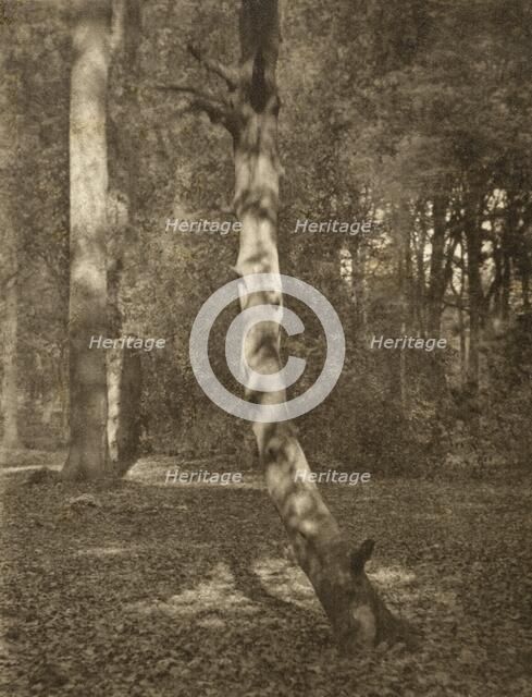 In Deerleap Woods, Printed 1900 circa. Creator: Frederick Henry Evans.