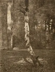 In Deerleap Woods, Printed 1900 circa. Creator: Frederick Henry Evans