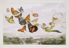In Fairyland: A Series of Pictures from the Elf-World, 1870. Creator: Edmund Evans