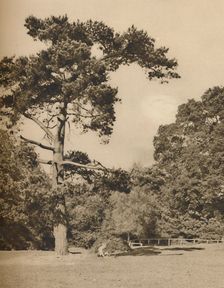 In Hadley Woods, Remnant of the Old Royal Hunting Forest of Enfield Chase c1935. Creator: Donald McLeish