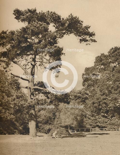 'In Hadley Woods, Remnant of the Old Royal Hunting Forest of Enfield Chase', c1935. Creator: Donald McLeish.