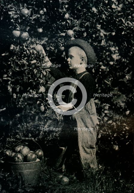 'In One Of Ontaario's Fruitful Orchards', c1934. Artist: Unknown.