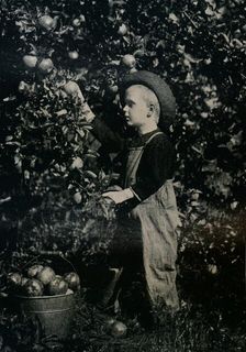 In One Of Ontaario's Fruitful Orchards c1934
