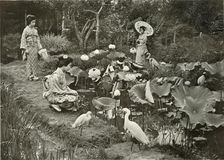 In Lotus-Land 1910. Creator: Herbert Ponting