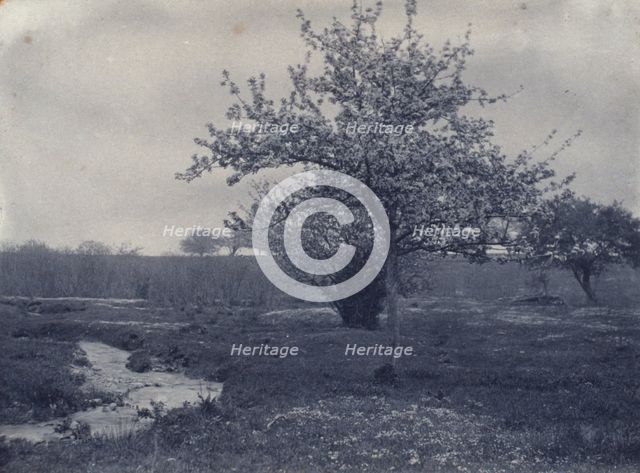 In May, c1900. Creator: Frances S. Allen.
