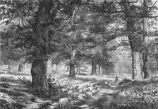 In Sherwood Forest c1875. Creator: Josiah Wood Whymper