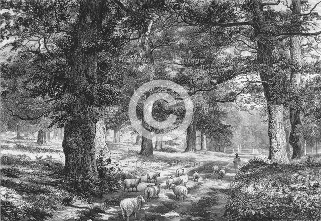'In Sherwood Forest', c1875. Creator: Josiah Wood Whymper.