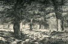 In Sherwood Forest c1870