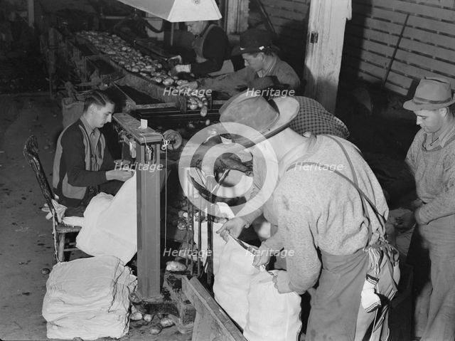 In packing shed, grading and sacking potatoes..., Tulelake, Siskiyou County, California, 1939. Creator: Dorothea Lange.
