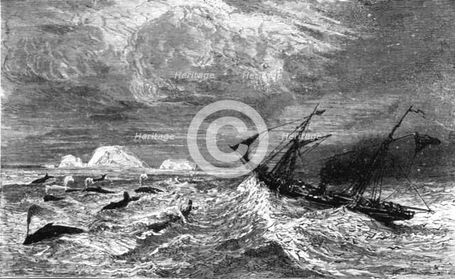 'In the midst of 'Leviathan.'; A Boat adventure in the Behring's Sea', 1875. Creator: Unknown.