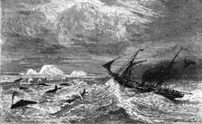 In the midst of Leviathan.'; A Boat adventure in the Behring's Sea 1875. Creator: Unknown