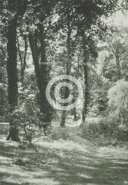 In the new forest, Hants. From the album: Photograph album - England, 1920s. Creator: Harry Moult.