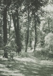 In the new forest, Hants. From the album: Photograph album - England, 1920s. Creator: Harry Moult