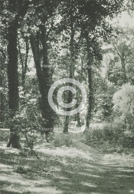 In the new forest, Hants. From the album: Photograph album - England, 1920s. Creator: Harry Moult.