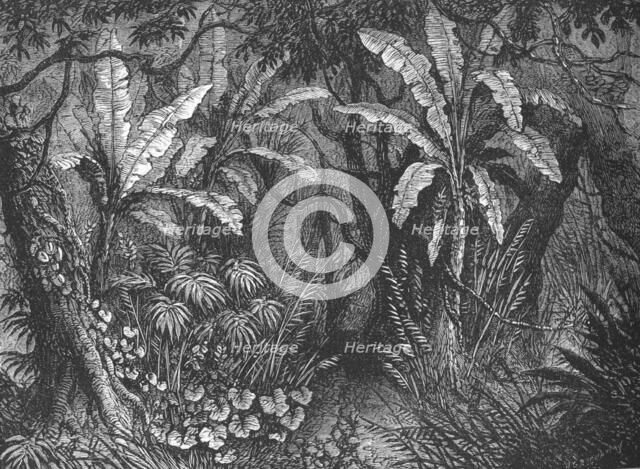 'In the Bush', c1880. Artist: John Greenaway.