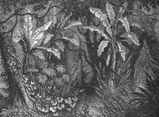 In the Bush c1880. Artist: John Greenaway