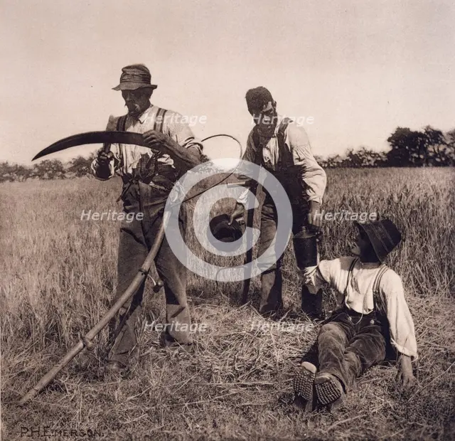 In the Barley Harvest, 1890. Creator: Peter Henry Emerson.