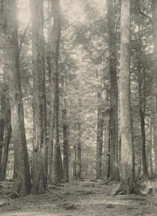 In the Birch forest, Paradise, Lake Wakatipu, c1924. Creator: Eunice Harriett Garlick