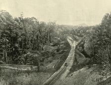 In the Blackall Ranges 1901. Creator: Unknown