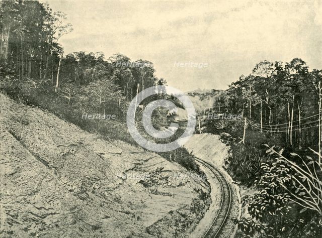 'In the Blackall Ranges', 1901. Creator: Unknown.