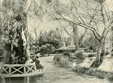 In the Botanic Gardens, Adelaide 1901. Creator: Unknown