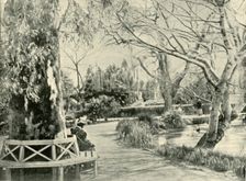 In the Botanic Gardens, Adelaide 1901. Creator: Unknown