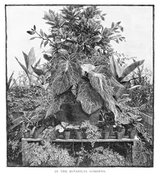 In The Botanical Gardens 1886