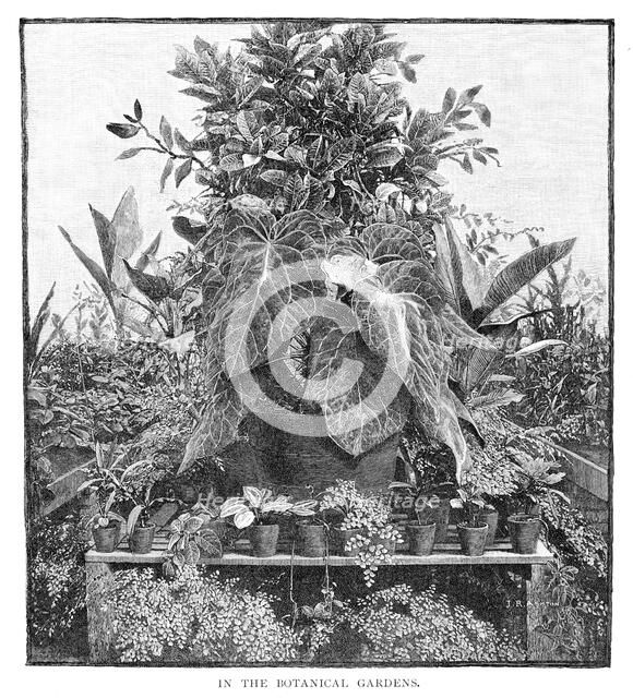 'In The Botanical Gardens', 1886. Artist: Unknown