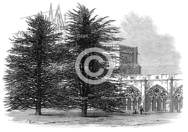 In the Cloisters, Salisbury, 1872. Creator: Unknown.