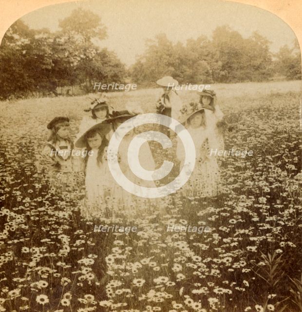'In the Daisy Field: "Sweet Flow'ret of the Rural Glade', 1896. Creator: Unknown.