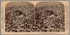 In the Daisy Field - "Sweet flow'ret of the rural glade", 1897. Creator: Underwood & Underwood