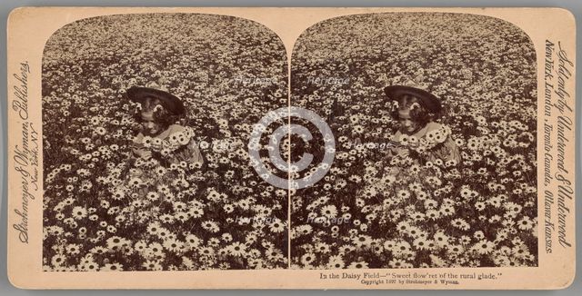 In the Daisy Field - "Sweet flow'ret of the rural glade", 1897. Creator: Underwood & Underwood.