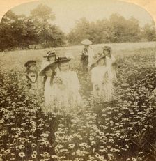 In the Daisy Field: "Sweet Flow'ret of the Rural Glade 1896. Creator: Unknown